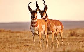 Pronghorn anelope.jpg